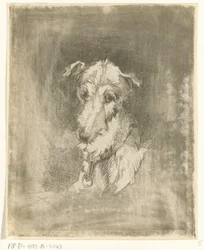 Greyhound hode