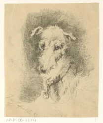 Greyhound hode