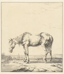 Gammel hest som står ved et vann