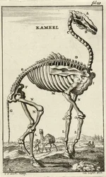 Skjelett av en kamel, ca. 1680-tallet