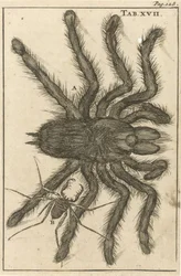 Edderkopper XVIII