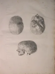 Albinus II, Pl. III, Kranielt bein, illustrasjon fra 
