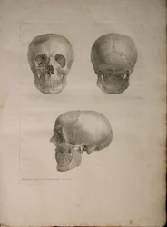 Albinus II, Pl. I, illustrasjon fra 