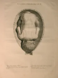 Albinus, Uterus, Pl. III, illustrasjon fra 