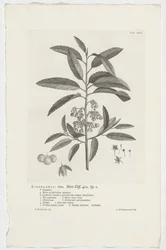 Kiggelaria africana Kiggelaria: mas. Hort. Klippe. 462. sp. 1 (tittel på objekt)