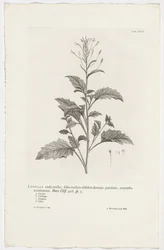 Lobelia cliffortiana Lobelia med en oppreist stilk, hjerteblad med avlange tannstilte, avsluttende corymbose. Hage. Klippe. 426. sp. 3 (tittel på objekt)