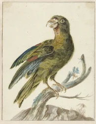 Parakitt