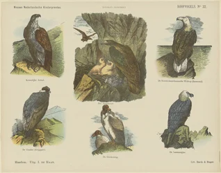 Birds of Prey (tittel på objekt) Nye nederlandske barnetrykk (serietittel på objekt) Funkes trykk (serietittel på objekt)