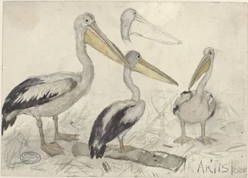 Pelikaner i Artis Zoo