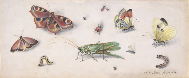 Insekter, sommerfugler og en gresshoppe, 1600-tallet.