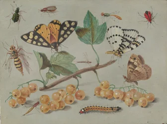 Studiul fluturelui și al insectelor, c. 1655. norvegian
