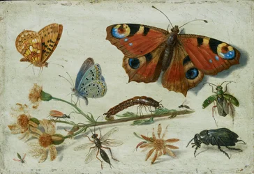 Tre sommerfugler, en bille og andre insekter, med en skjæring av ragwort, tidlig på 1650-tallet