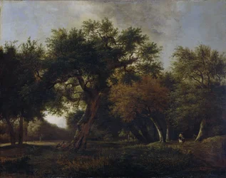 Utsikt i skogen