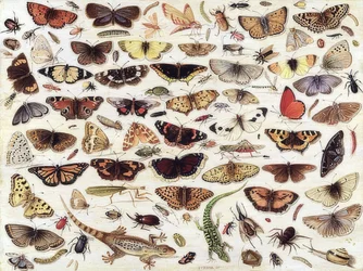 Studie av sommerfugler og andre insekter. 1657