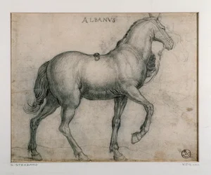 Studie for en hest Tegning av Giovanni Stradano (Jan van der Straet) (1523-1605) Firenze, Institutt for trykk og tegninger, Uffizi (kontorer)