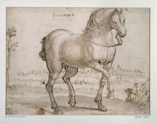 Studie for en scamber hest Tegning av Giovanni Stradano (Jan van der Straet) (1523-1605) Firenze, Institutt for trykk og tegninger, Uffizi (kontorer)