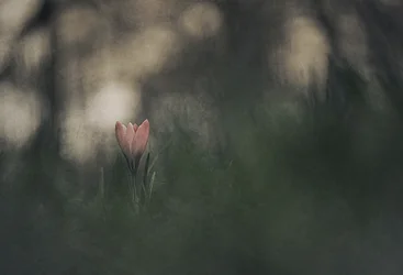 Drømmende rosa blomst