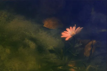 Drømmende rosa blomst