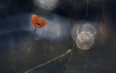 Eterisk valmueblomst