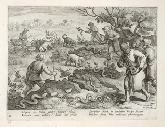 Italian Vipers Eating Toads, plate 60, illustrasjon fra 