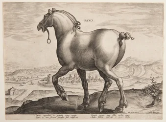 En saksisk hest, fra det første settet av "Equile Joannis Austriaci"