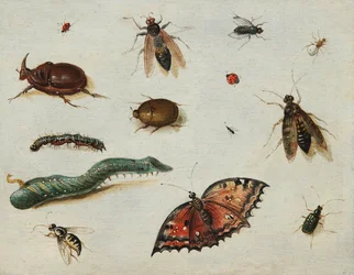 ""Insekter"" (Insekter) Maleri av Jan Van Kessel den eldre (1626-1679) Olje på tre Dim 13x16,5 cm Fondation Custodia
