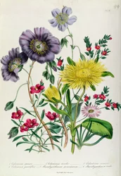 Calandrinia, plansje 18 fra «Damenes blomsterhage», utgitt 1842