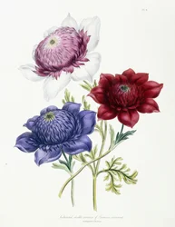 Kultiverte doble varianter av Anemone coronarial, 1843-49