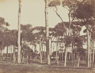 Stone Pine Grove, Villa Pamfili Doria, Roma