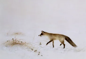 Rev i snø