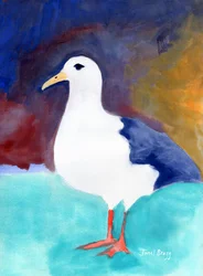 Måke fra Anacortes nr. I, ca. 2016 (akvarell og kasein på papir)