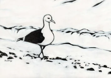 Måke fra Washington Park, ca. 2017 (kull og gesso på papir)
