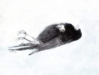 Sårbarhet og død om vinteren (Død fugl ved trappeoppgangen min II, ca. 2019) kull og gesso på papir)