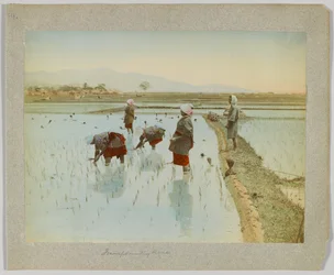Transplanterer ris, Japan (håndfarget s/hv-bilde)