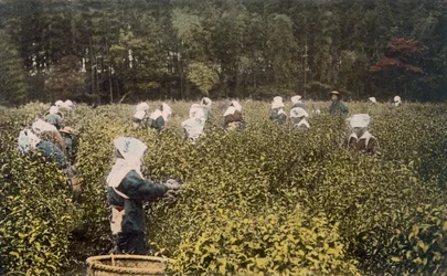 Kvinner plukker te, med mannlig tilsynsmann, 1890-tallet.