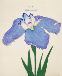 Skriv-Jakuro. 39, 1898