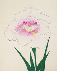 Frøken Gino. -Tråd, av. 17, 1898