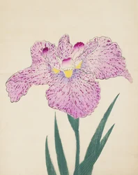 Tanka-No-Koe, nr. 15, 1890 (farget treblokktrykk)