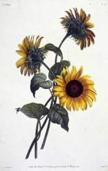 Tournol blomster eller soler. Botanisk tallerken hentet fra ""Samling av blomster og frukter malt fra naturen"" av Jean Louis Prevost