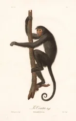 Svart edderkoppape (Simia paniscus)