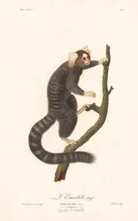 Vanlig silkeaper (Simia jacchus)