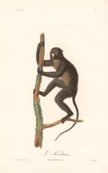 Stor flekkneseape (Simia nictitans)