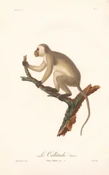 Grønn ape (Simia Sabaea, variant A)