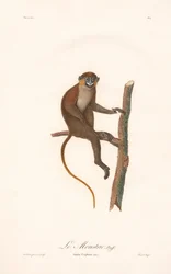 Barteape (Simia cephus)
