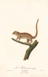 Pygmy Mouse Lemur (Lemur pusillus)