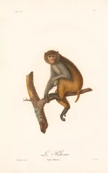 Rhesusmakak (Rhesusape)