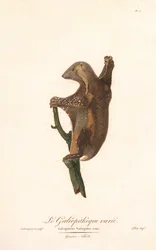 Flekkflygende lemur (Galeopithecus variegatus)