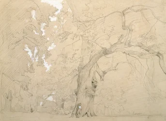 Ung mann foran en stor eik, ca. 1840 (blyant og gouache på papir)