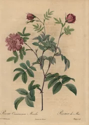 Rosa kanelrose, Rosa majalis.
