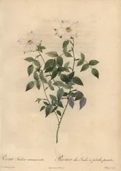 Hvit og rosa Kinarose, Rosa chinensis.